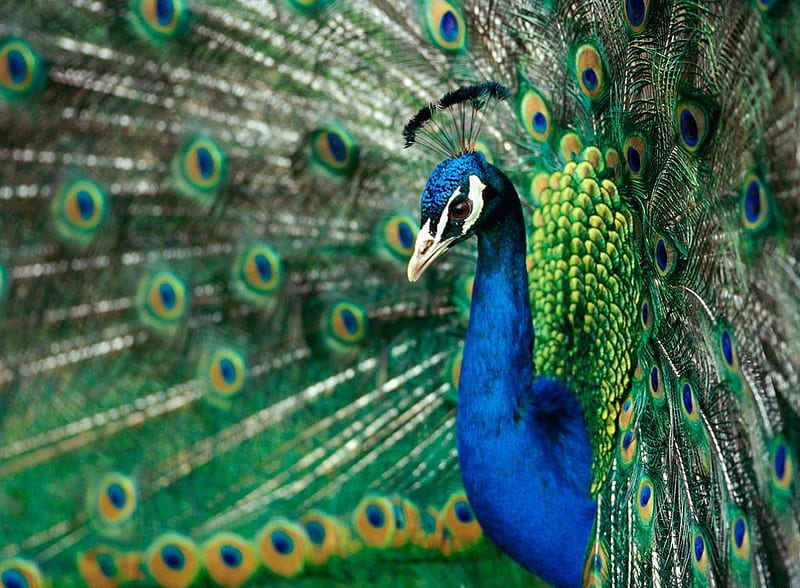 Bright colours, bird, bright, peacock, colours, animal, HD wallpaper ...