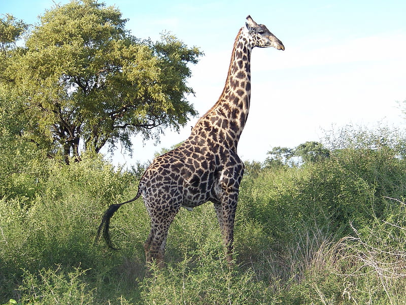 Masai Giraffe, Zimbabwe, Livingstone, Gamereserve, HD wallpaper
