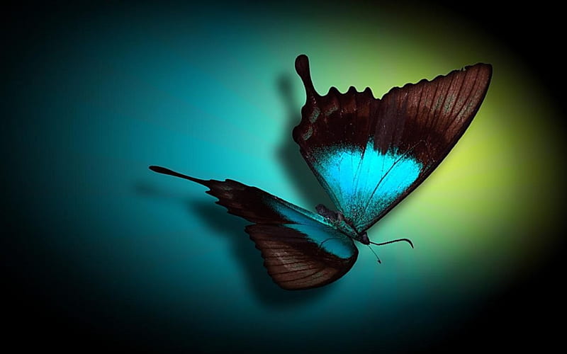 Blue Butterfly, pretty, delicate, bug, turquoise, fly, butterfly, green, aqua, insect, blue, HD wallpaper
