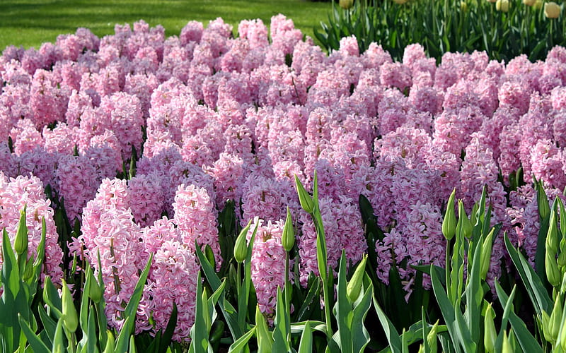 Hyacinths, wildflowers, pink hyacinths, Netherlands, flower field, HD wallpaper