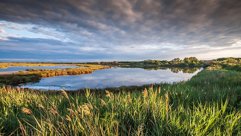 lake in aviary reserve wetlands, birds, wetlands, reeds, clouds, lake, HD wallpaper