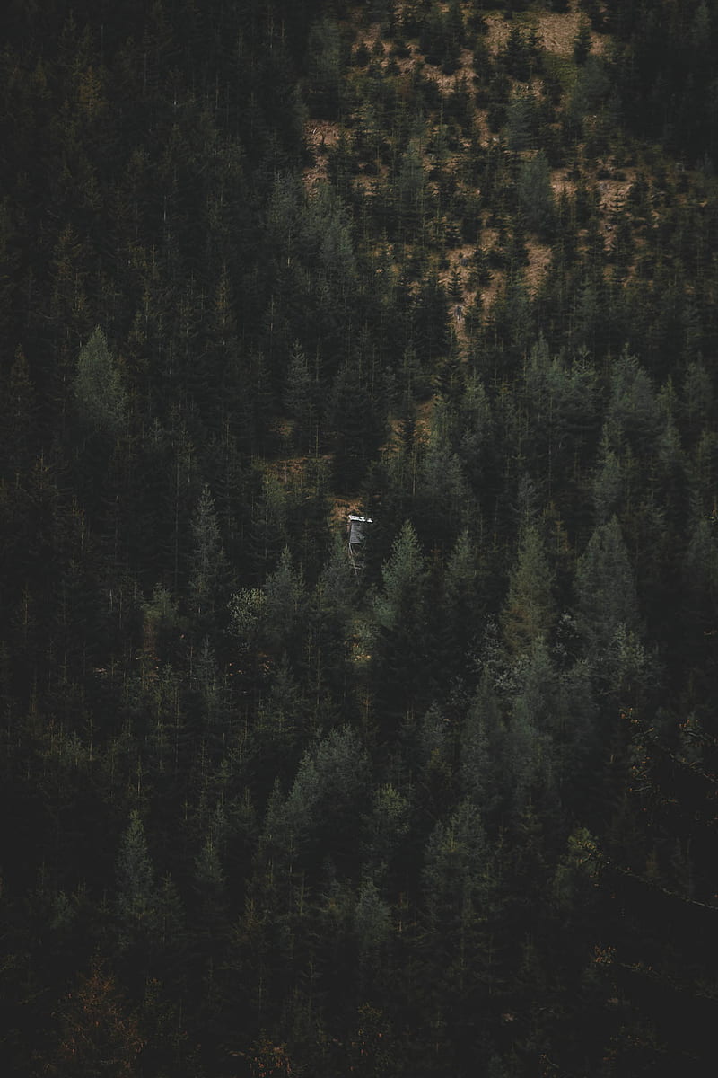 Moody Forest, green, house, minimalism, mountain, mountains, nature, HD phone wallpaper