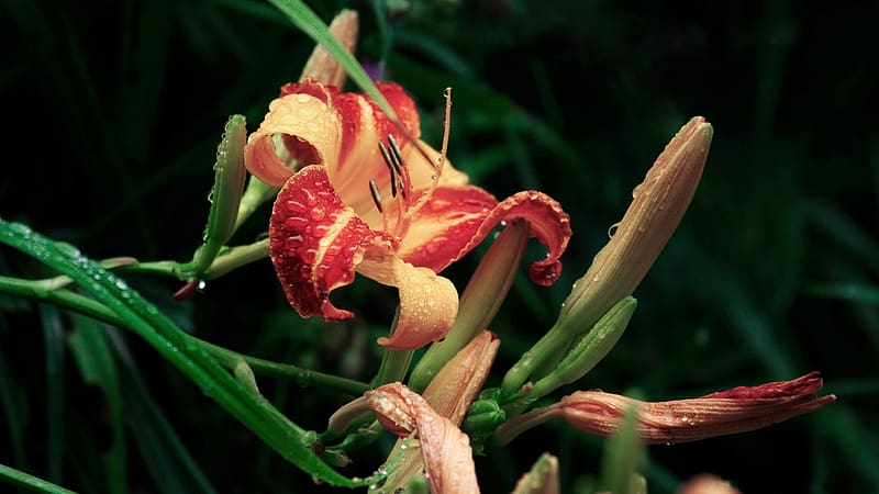 Flores, Flor, Tierra, Lirio, Fondo de pantalla HD | Peakpx