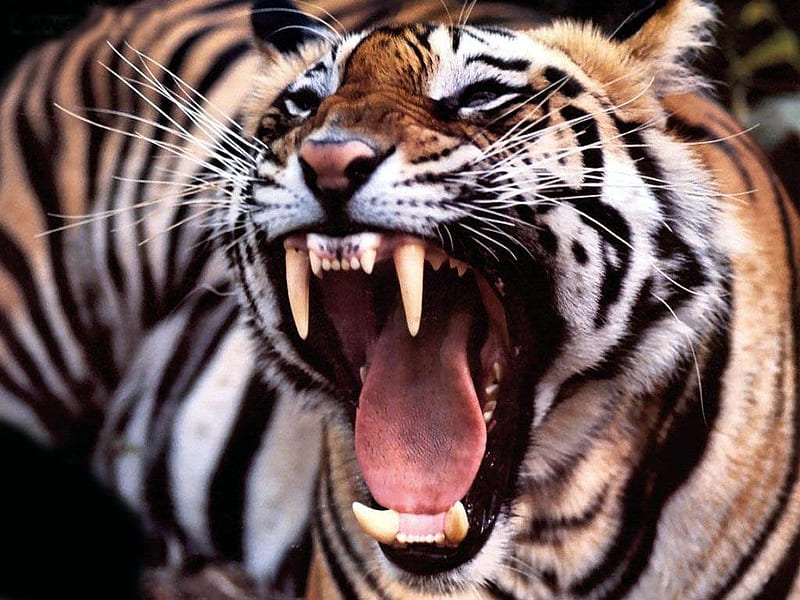 Tiger, cat, tongue, teeth, HD wallpaper
