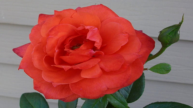 Open Rose, rose, flower, single, bonito, open, HD wallpaper