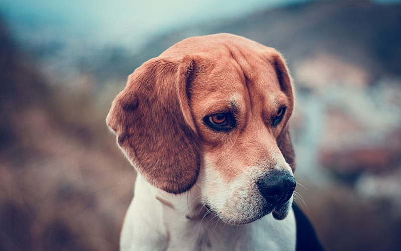 Beagle, close-up, puppy, dogs, cute animals, pets, Beagle Dog, HD wallpaper