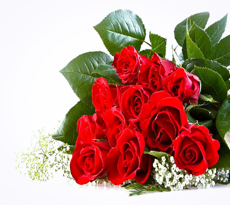 Red roses, bonito, rose, HD wallpaper | Peakpx