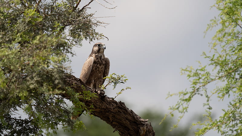falcon, bird, watching, tree, wildlife, HD wallpaper