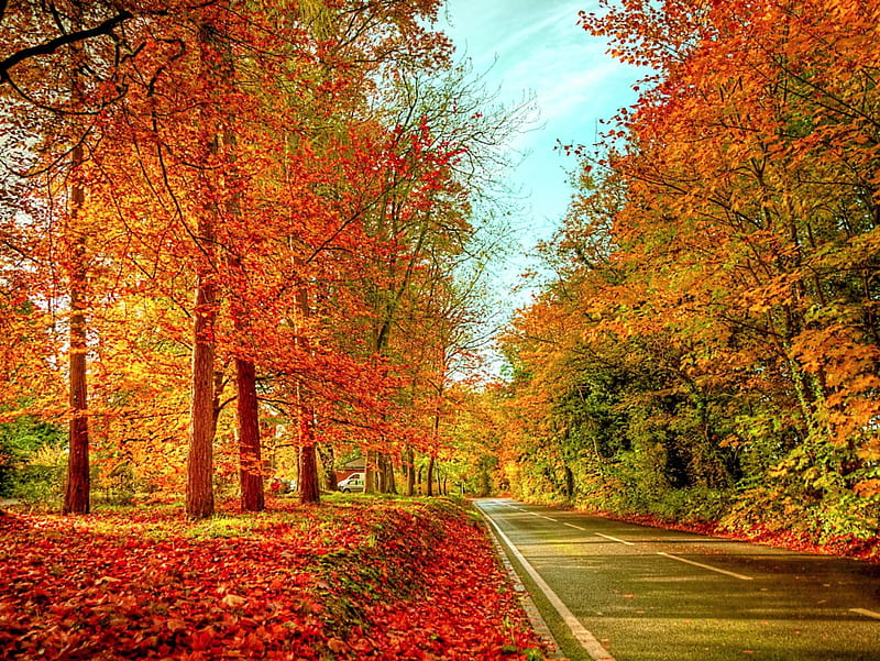 AUTUMN ROAD, Trees, Seasons, Autumn, Nature, Road, HD wallpaper | Peakpx