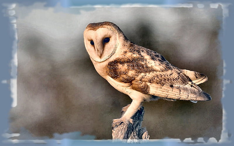 Barn Owl 2, graphy, bird, avian, wide screen, wildlife, barn owl, animal, HD wallpaper