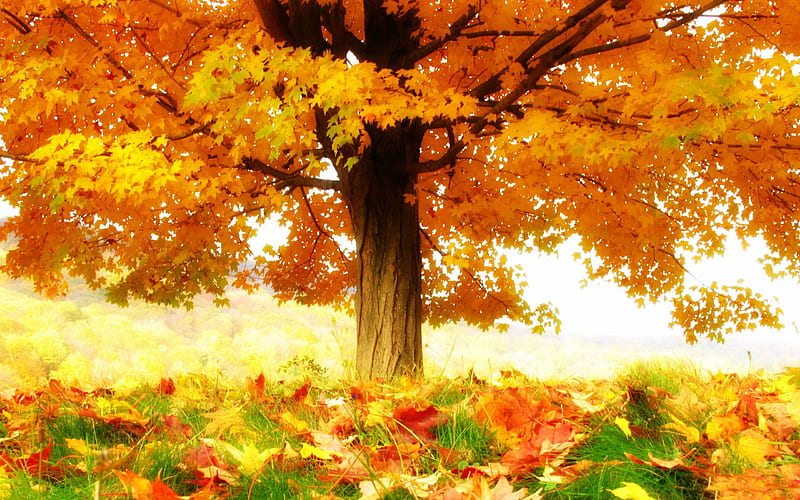 the joy of autumn-Autumn landscape, HD wallpaper