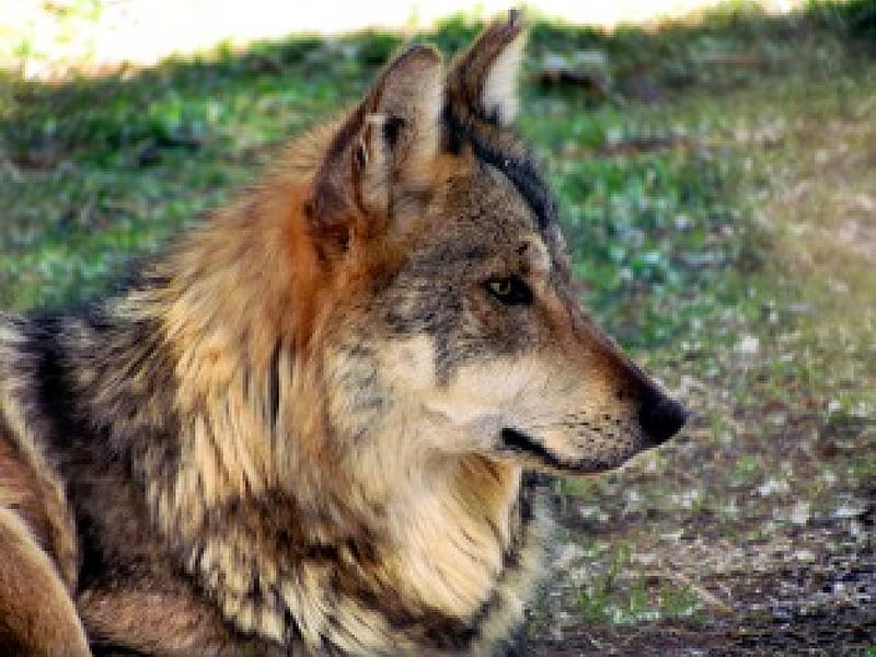 Beautiful Wolf, predator, lovely, wild, hunter, intelligent, HD ...