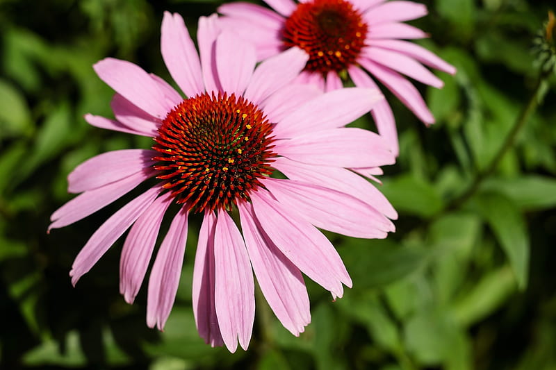 Sun Hut Flower, Pink, Summer, Lovely, Sun hut, Flowers, Nature, HD ...