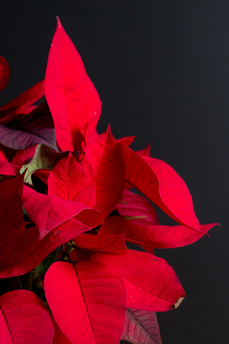 poinsettia, plant, leaves, red, bright, exotic, HD phone wallpaper