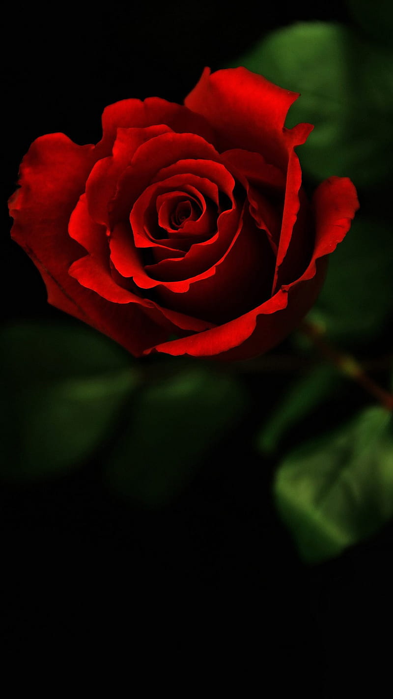 Rossa Rosa, icio, roses, HD phone wallpaper