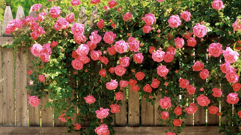 Pink Roses With Leaves On Wood Fence Spring, HD wallpaper