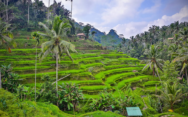 Bali, rice fields, palms, summer travel, evening, R, Indonesia, HD wallpaper