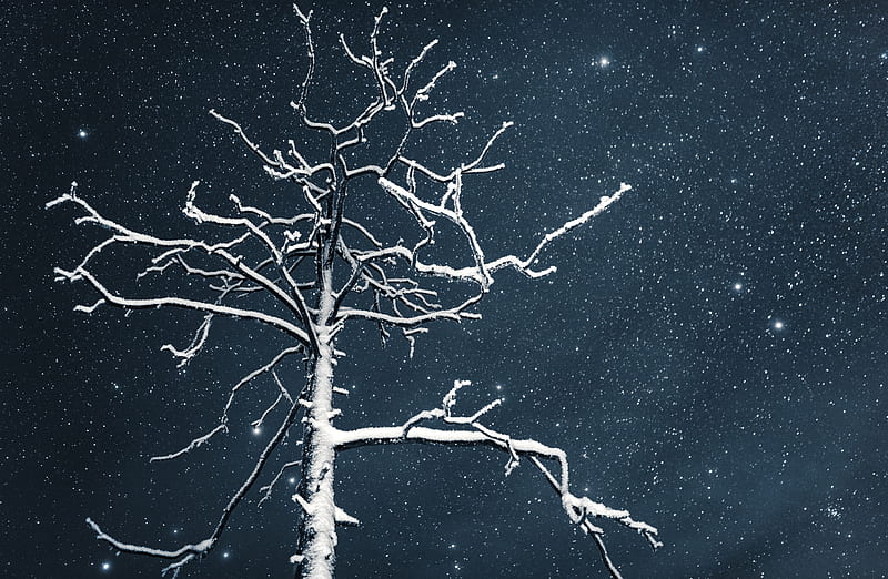Tree, Night Sky, Lapland Ultra, Seasons, Winter, Nature, bonito, Landscape, Night, Stars, Finland, Europe, lapland, HD wallpaper