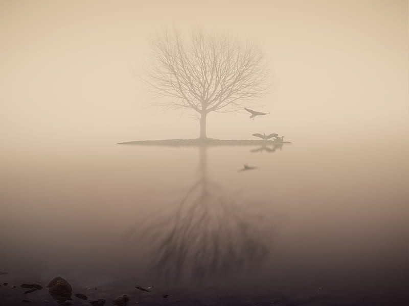 Fog Lake Silhouette Tree Birds, fog, lake, silhouette, tree, birds, nature, HD wallpaper