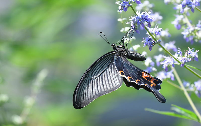 Old World swallowtail, butterfly, Papilio machaon, beautiful butterfly, machaon, HD wallpaper