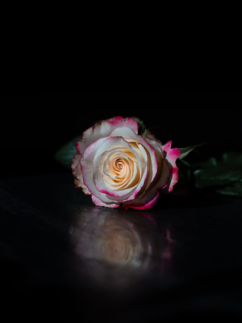 rose, flower, petals, reflection, black, HD phone wallpaper