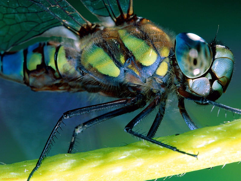 Green Darner Dragonfly, bug, green, dragonfly, insect, darner, leaf, HD wallpaper