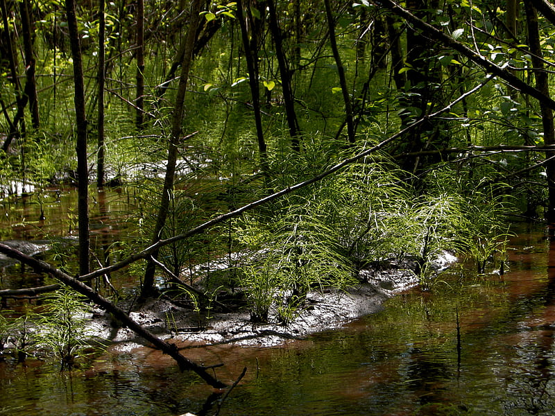 Stuck River, Auburn Washington, mud, springtime, swamp, flood plain, HD wallpaper