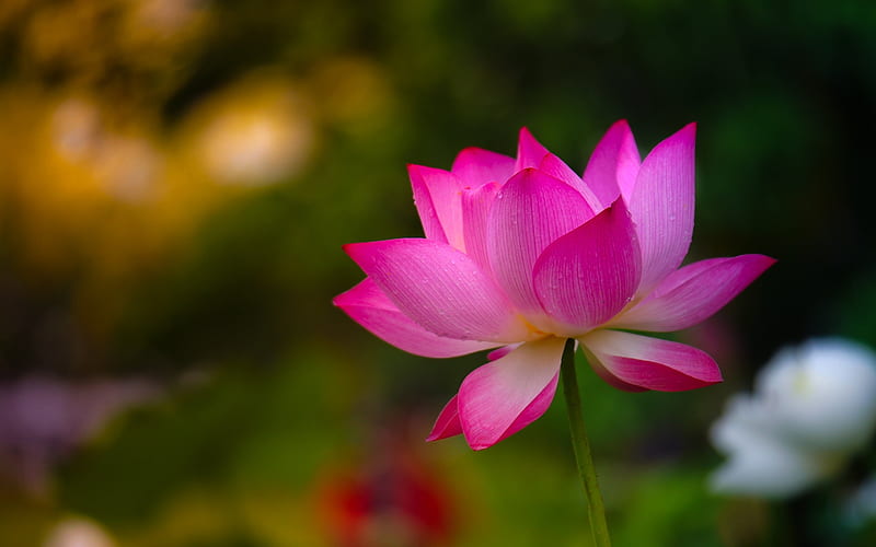 Lotus flower, amazing, flower, lotus