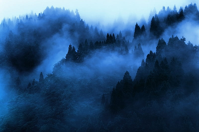 Blue morning, forest, morning, blue, fog, HD wallpaper