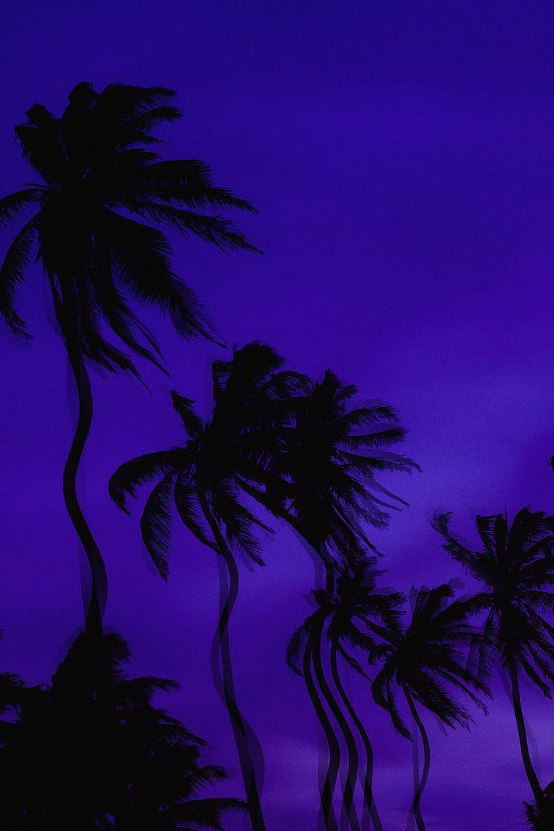 palm trees, dark, illusion, distortion, HD phone wallpaper