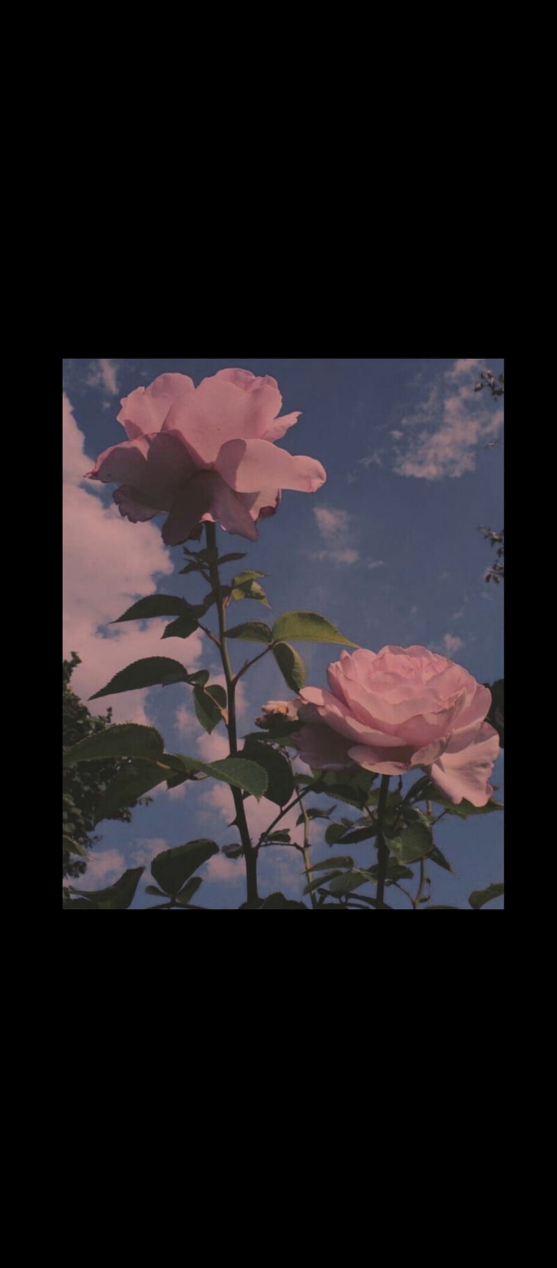 Rose, rosas, HD phone wallpaper | Peakpx