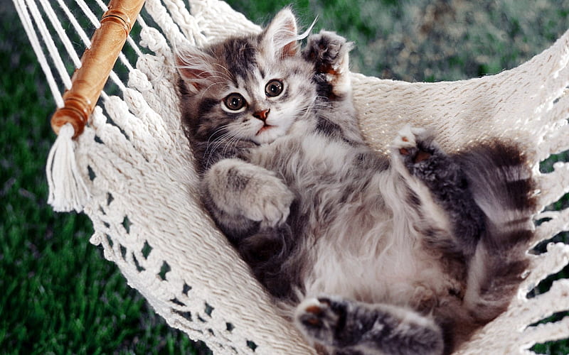 cats small hammock-fun cat, HD wallpaper