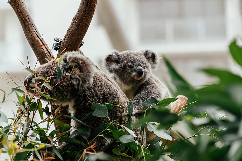koala, animal, cute, tree, HD wallpaper