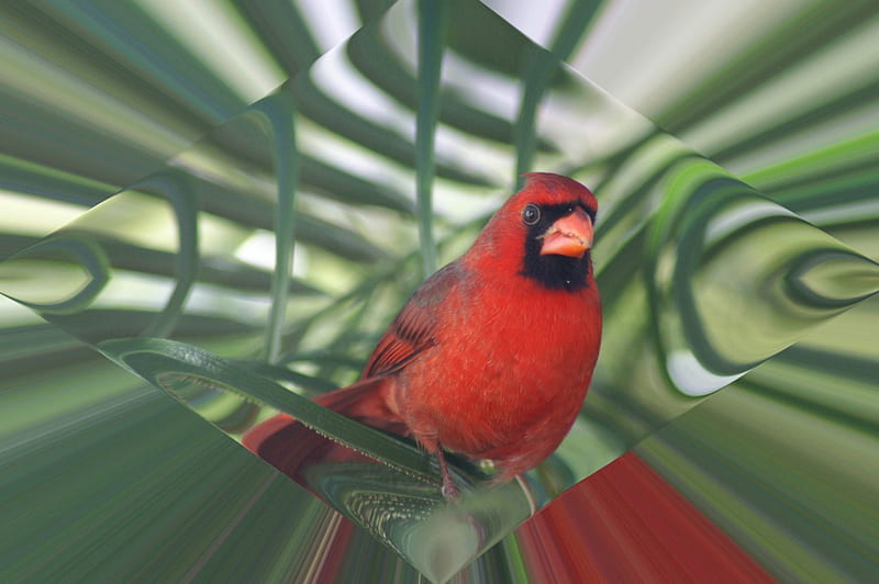 Mr. Redbird, bonito, Bright, Red, Redbird, HD wallpaper