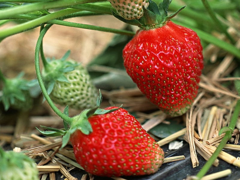 Strawberries, Fruit, Garden, Strawberry, Nature, HD wallpaper
