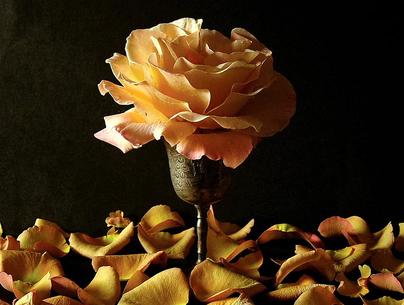 Single Rose, still life, rose petals, rose, flower, petals, chalice, HD wallpaper