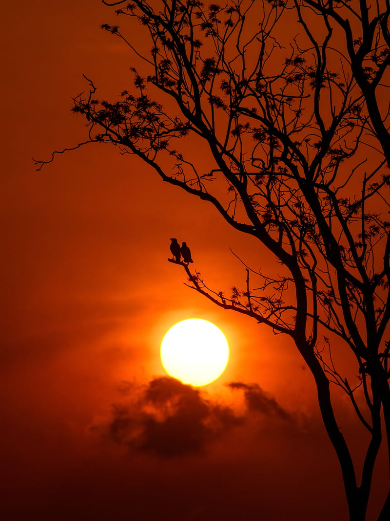 tree, birds, sun, sunset, dusk, evening, HD phone wallpaper