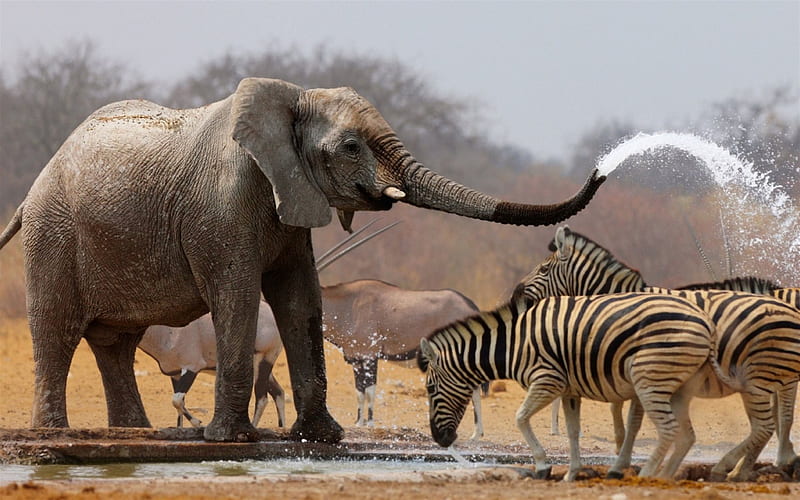 Africa, elephant, zebra, river, savannah, wildlife, HD wallpaper