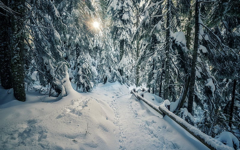 winter, snow, forest, footpath, sun, HD wallpaper