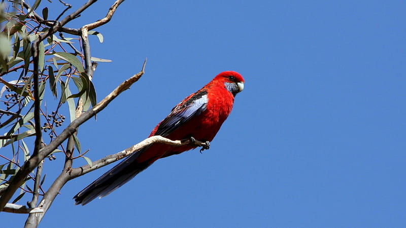 Crimson Rosella, Crimson, Bird, Australia, Rosella, HD wallpaper
