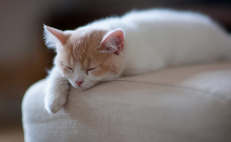 Sleeping cat, kitty, pet adorable, cat, sleeping, humor, funny, kitten,  sofa, HD wallpaper | Peakpx