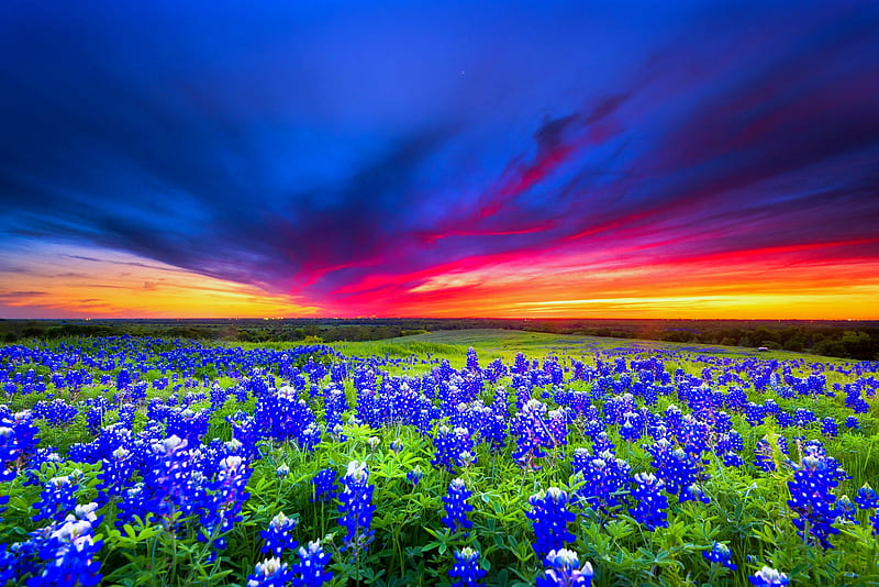 Texas bluebonnets, pretty, colorful, amazing, bonito, sunset, sky, texas, bluebonnets, flowers, field, meadow, HD wallpaper