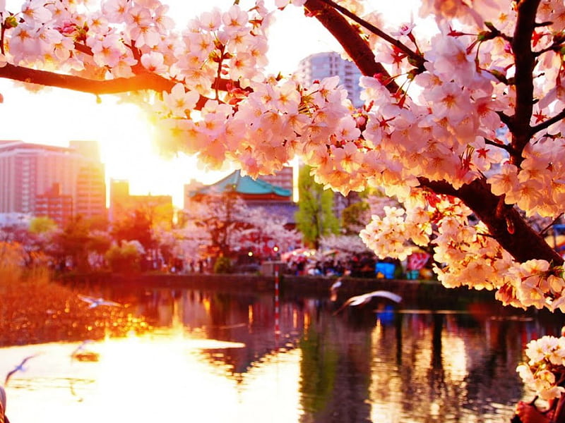 Sakura Lake, sakura, hanabi, japanese, sunset, lake, cherry blossom, japan, flowers, nature, pink, HD wallpaper