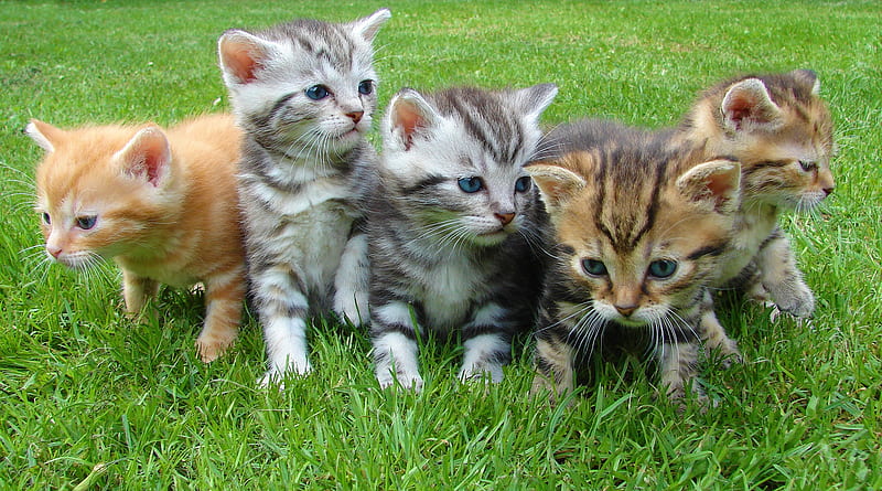 Assorted Color Kittens, HD wallpaper