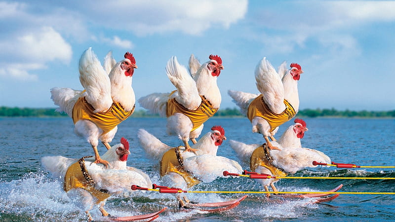 Chicken competition, Sea, Chickens, Racing, Animals, HD wallpaper