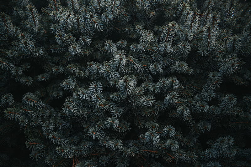 spruce, branches, needles, plant, dark, HD wallpaper