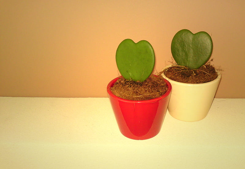 Sweet heart Hoya (Hoya kerrii), valentines, vine, kerrii, heart, valentine, hoya, sweetheart, HD wallpaper