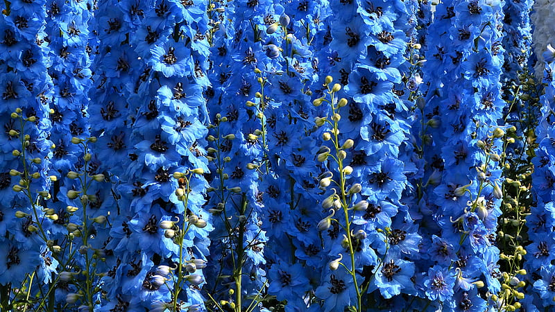 Blue Delphinium Bloom Flowers Plants Flowers, HD wallpaper