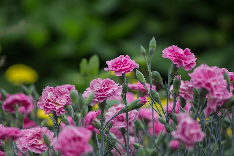 Carnations, green, garoafe, flower, summer, claveles, pink, HD wallpaper