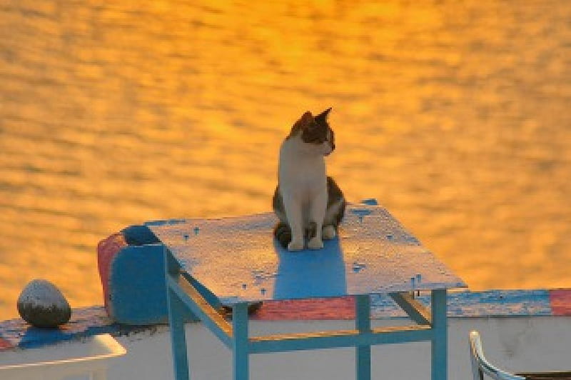 Santorini Sunset, Greece, Sunset, Cat, Santorini, HD wallpaper